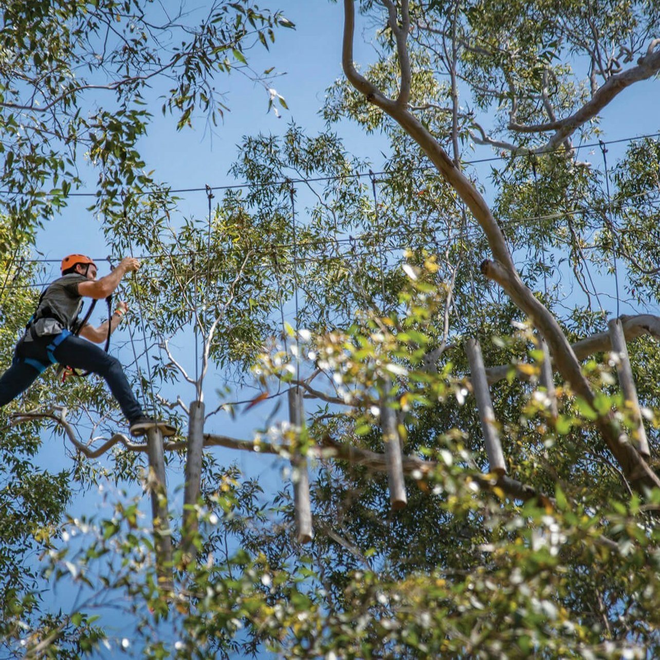 Western Sydney: Treetops Adventure
