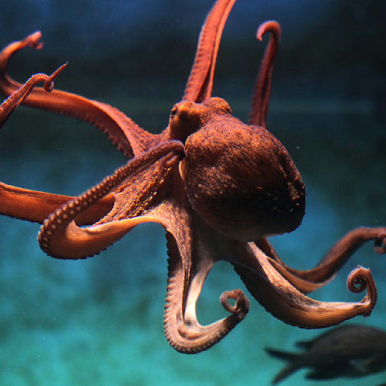 Acquario di Livorno: Entry Ticket