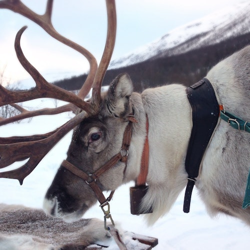 Reindeer Farm: Guided Tour + Transfer — gallery 2