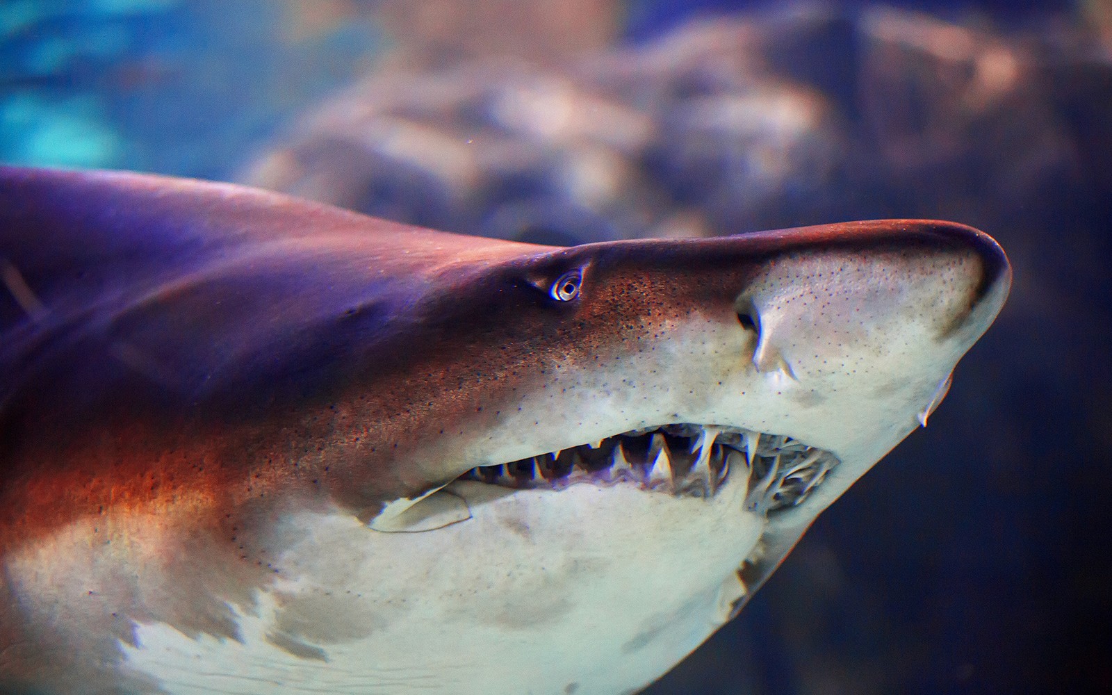 Istanbul Aquarium Tickets with Bus Transfers from Taksim & Sultanahmet — gallery 2