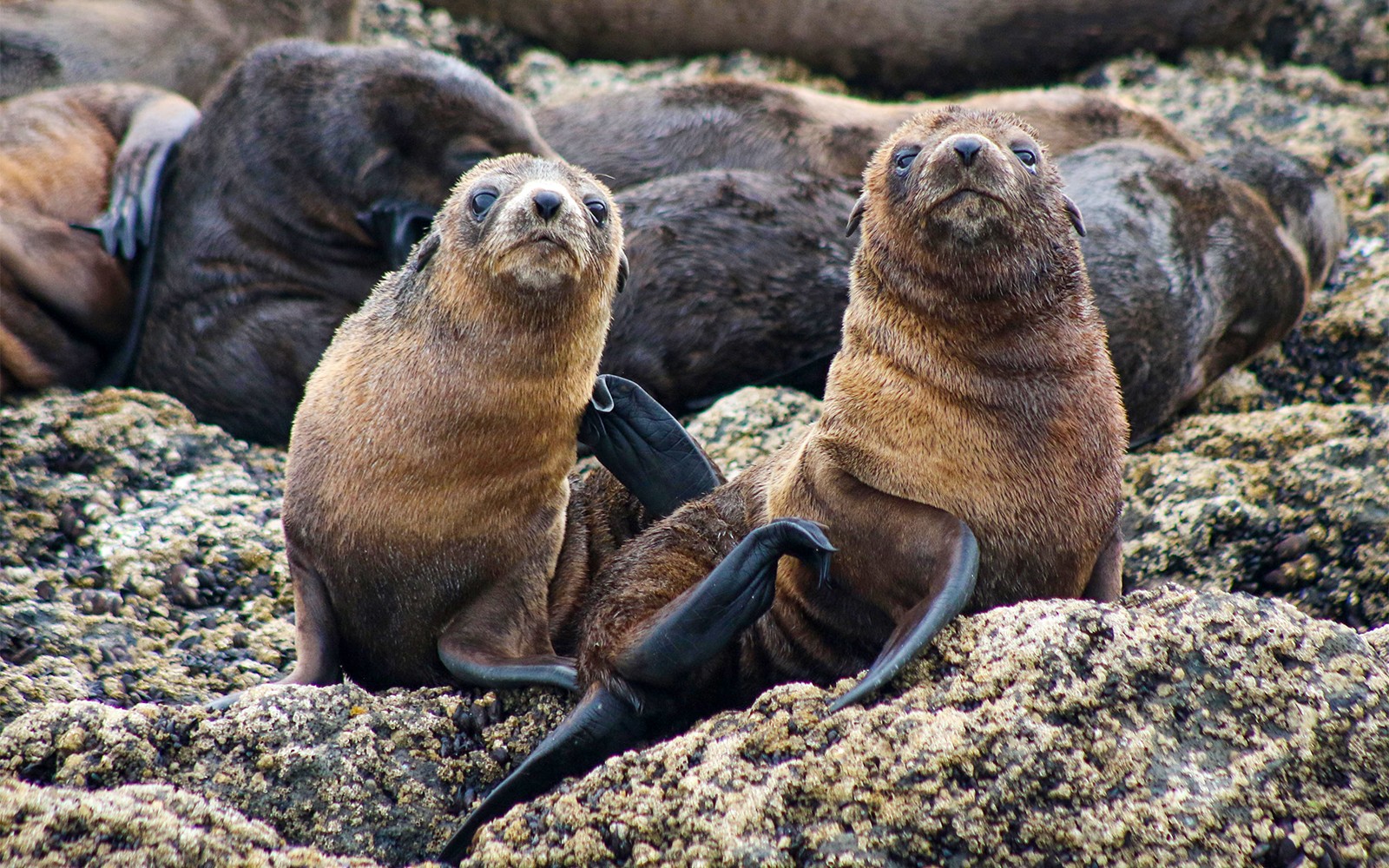 Seal Watching Afternoon Cruise at Phillip Island — gallery 4