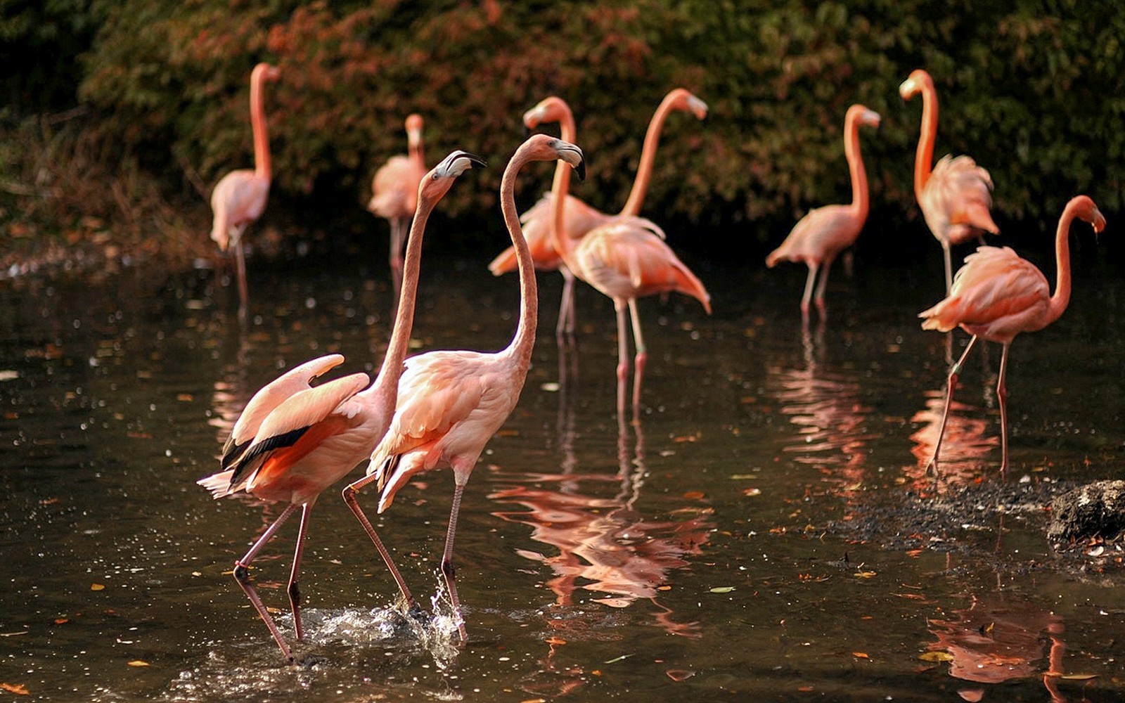 Bronx Zoo Tickets