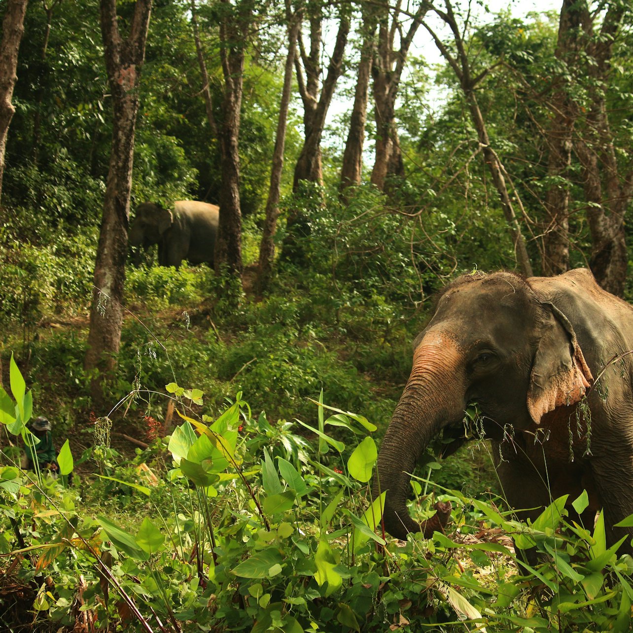 Hidden Forest Elephant Reserve: Guided Tour + Roundtrip Transport
