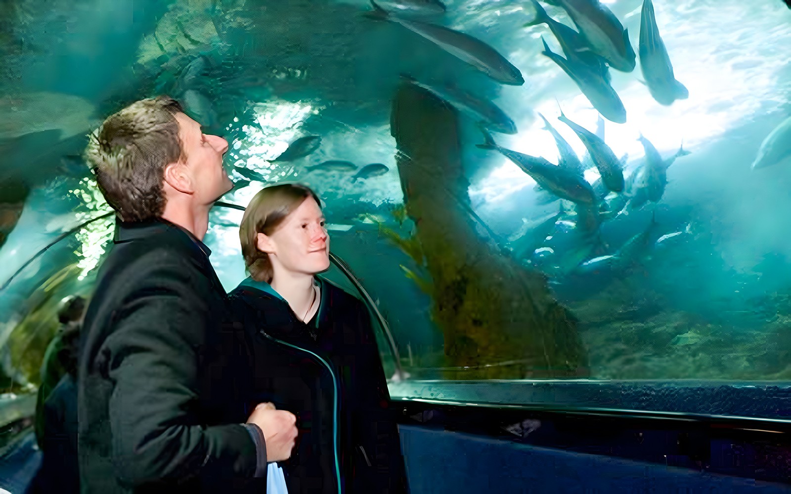 Sea Life Kelly Tarlton's Aquarium Entry Tickets