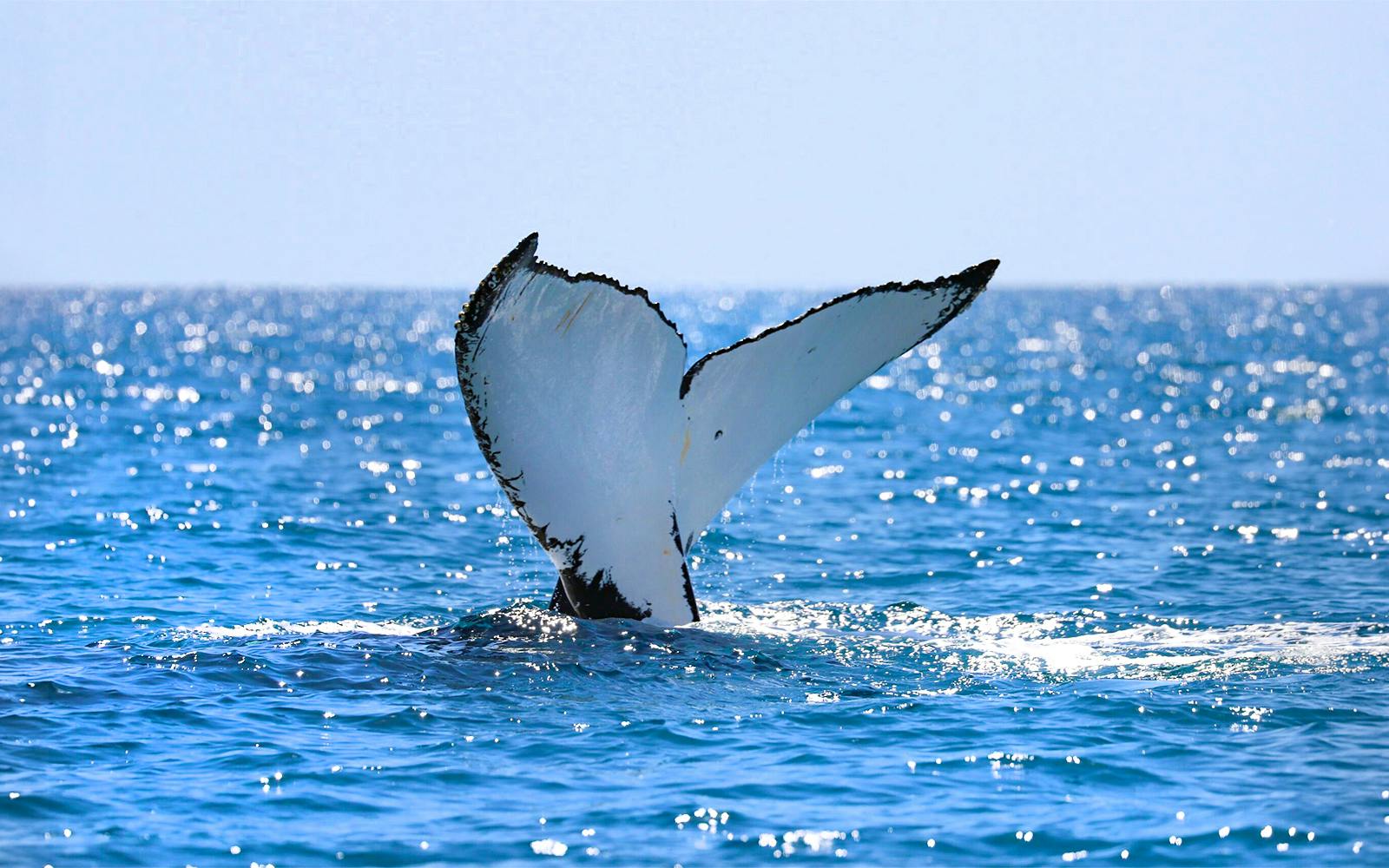 Small-Group Whale Watching Cruise from Maʻalaea Harbor