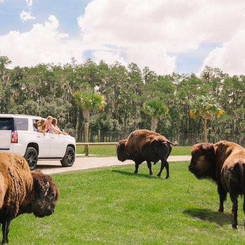 Wild Florida Drive-Thru Safari Park Admission