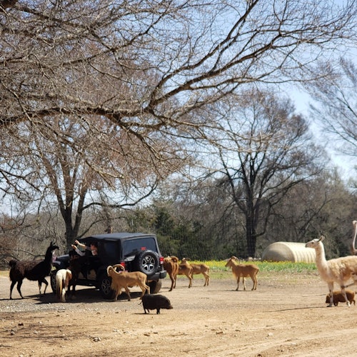 Franklin Drive Thru Safari: Entry Ticket — gallery 1