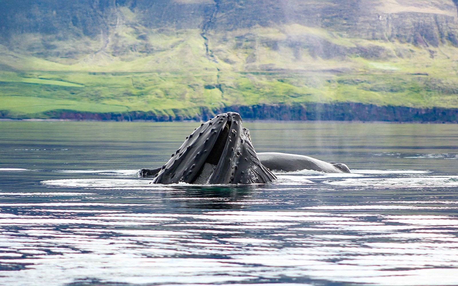 Akureyri: Whale Watching Tour on RIB Speedboat — gallery 4