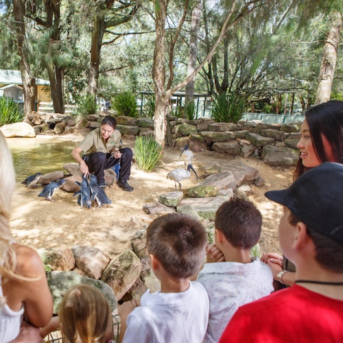 Blue Mountains: Guided Day Tour from Sydney with Featherdale Wildlife & Bushwalk — gallery 3
