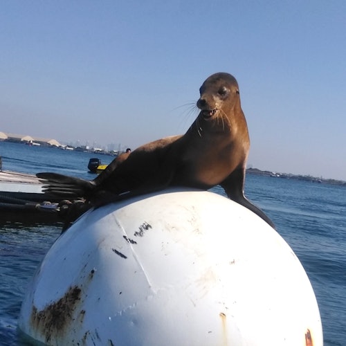 Speed Boat Adventure San Diego — gallery 2