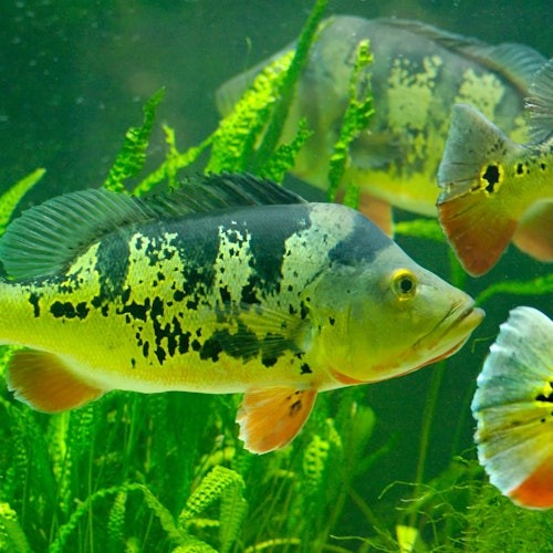 Warsaw Zoo Park with Private Transport
