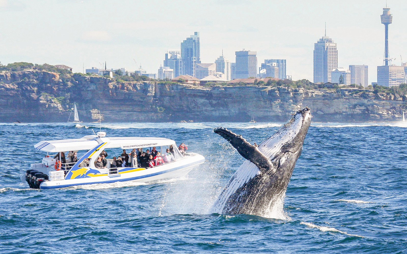 Combo [Save 4%]: Sydney Whale Watching Cruise + Taronga Zoo Tickets — gallery 2