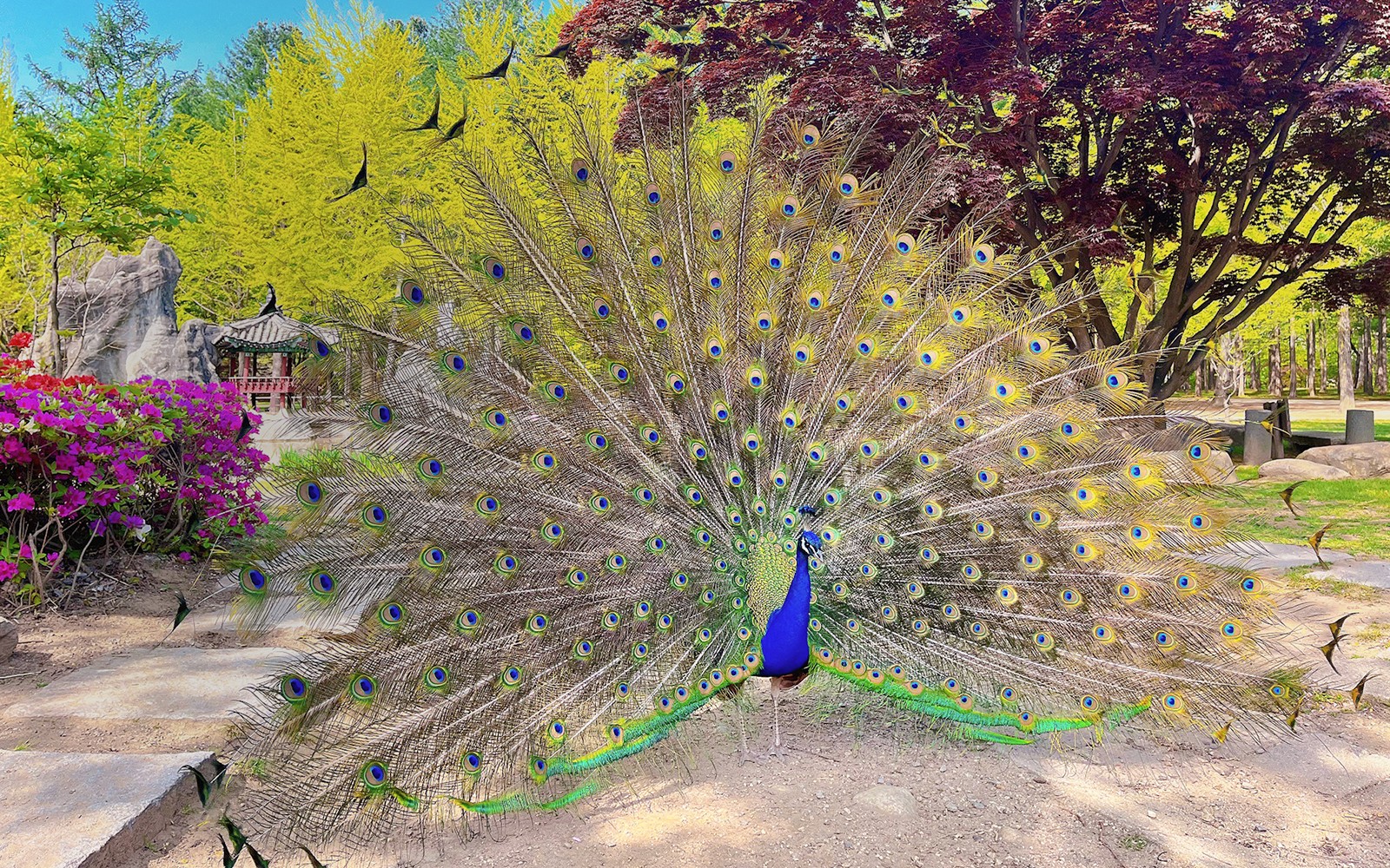 Nami Island Admission Ticket with Transfers