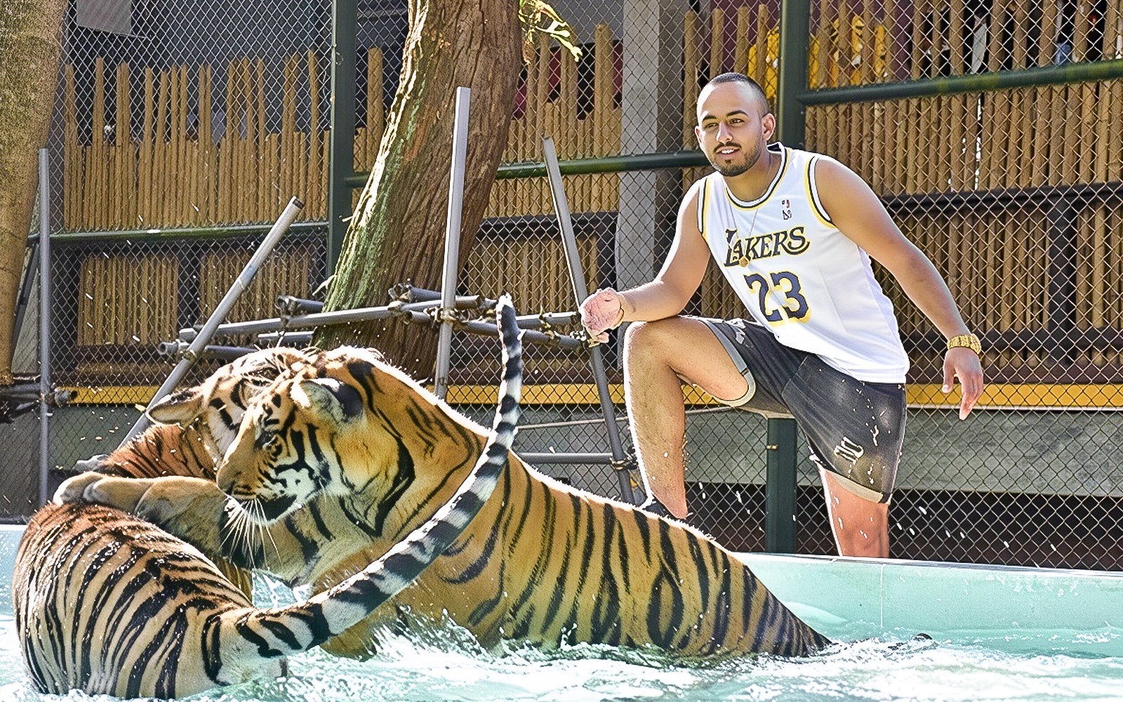 Tiger Kingdom Tickets with Tiger Play Packages — gallery 2