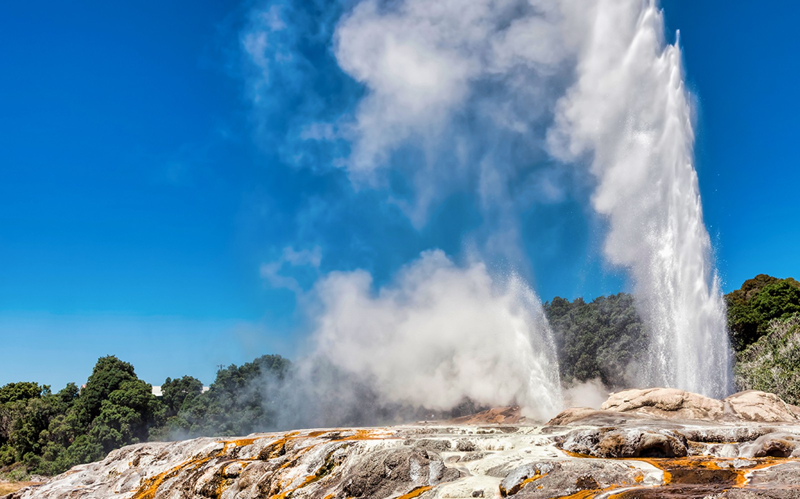 [All Inclusive] From Auckland: Hobbiton, Rotorua, Te Puia & Maori Culture Guided Tour