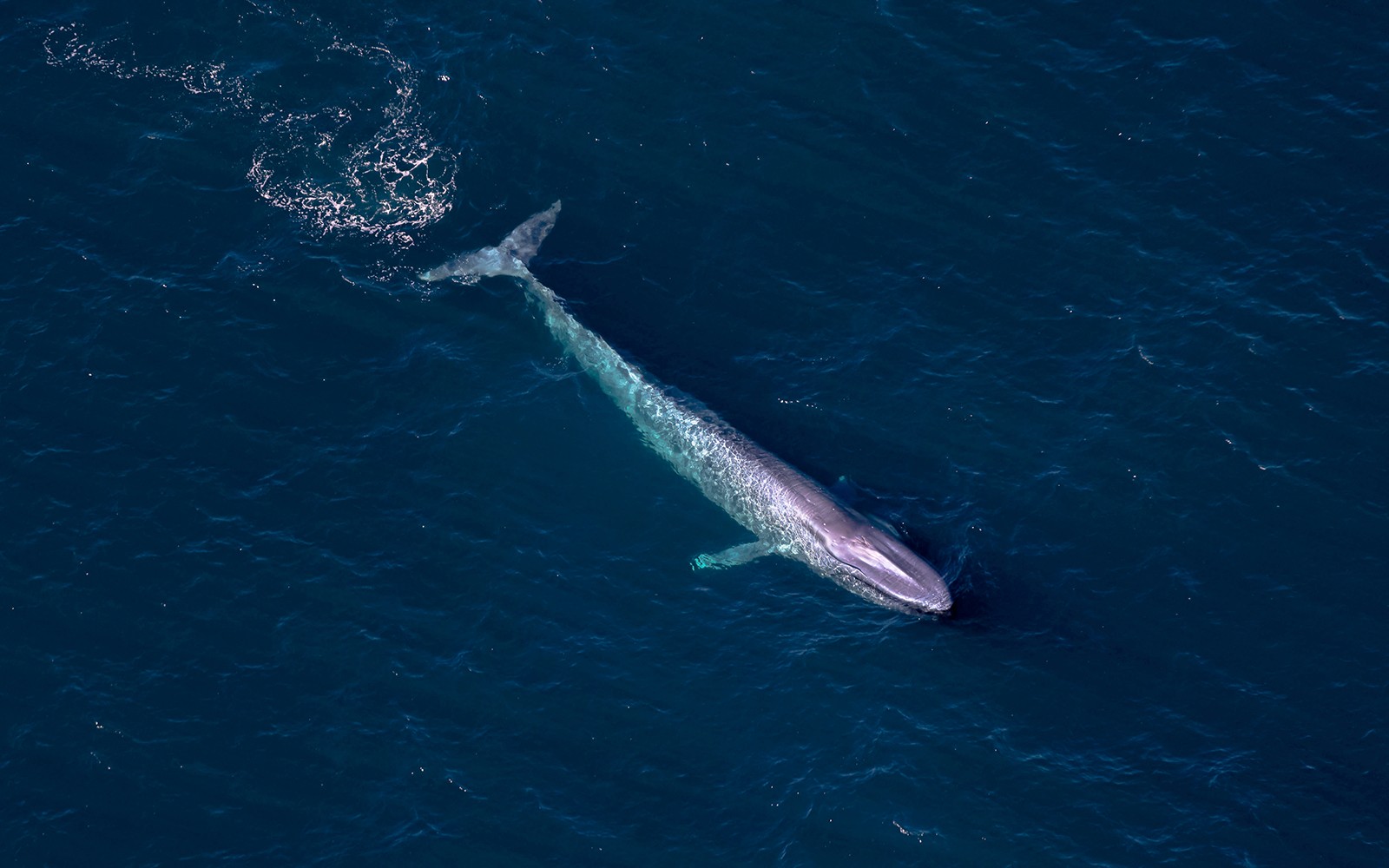 Kaikoura 40-Min Whale Watching Flight with Window Seat — gallery 4