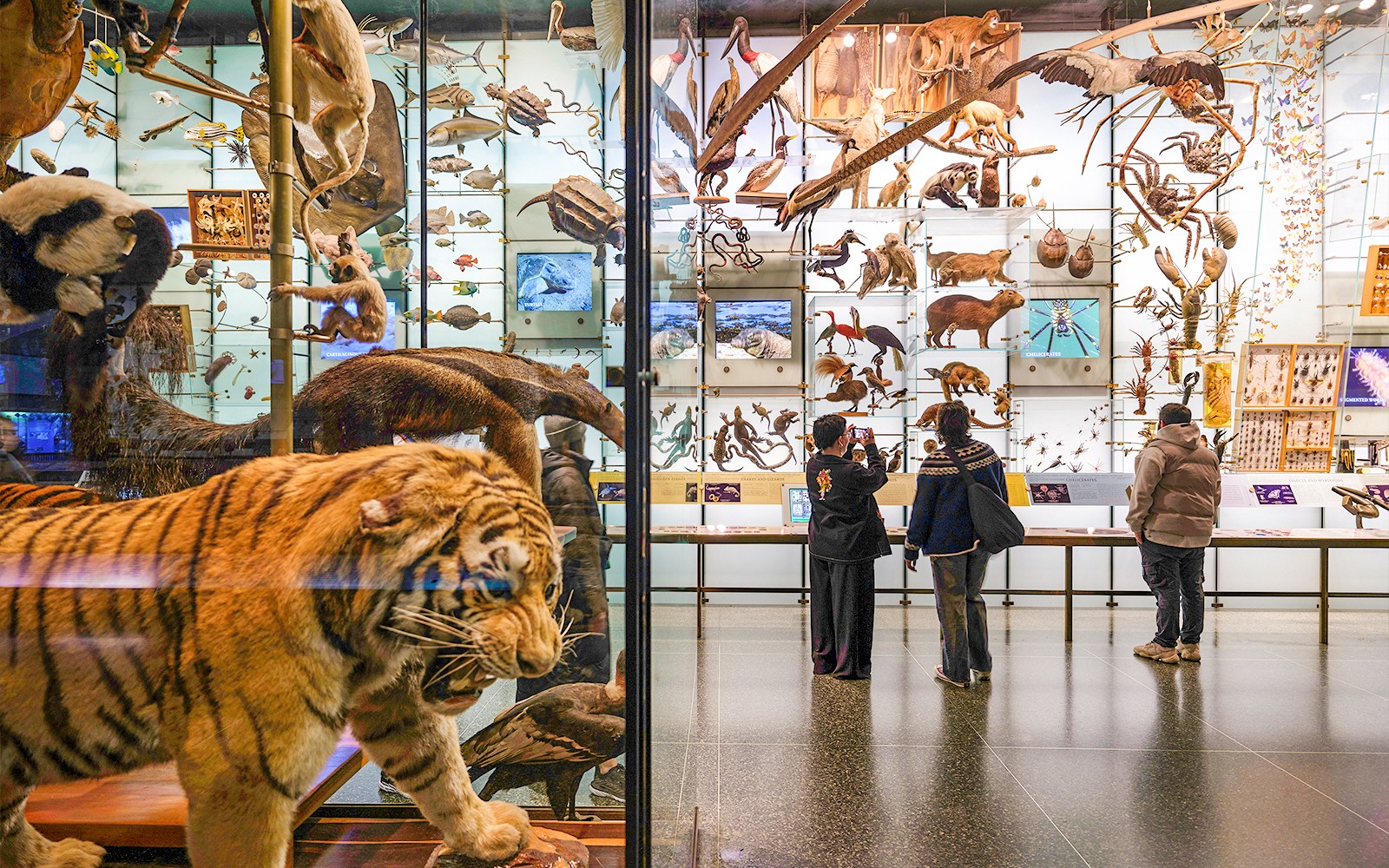 American Museum of Natural History Tickets