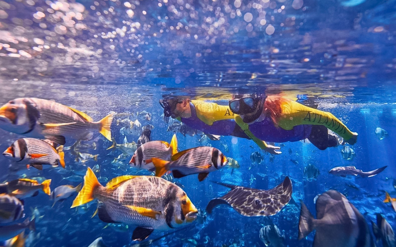 Atlantis Snorkeling & Scuba Diving — gallery 3