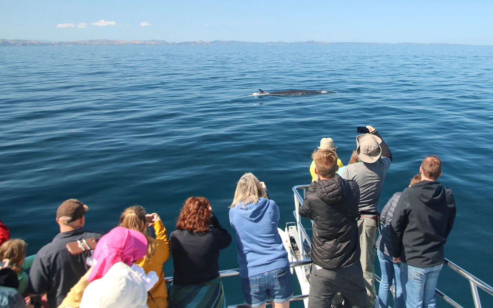 Half-Day Whale and Dolphin Safari Cruise from Auckland