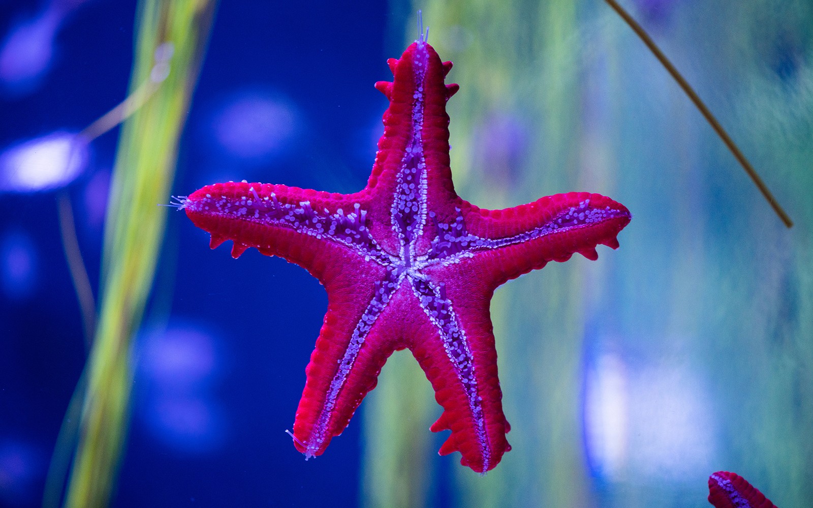Poema del Mar Aquarium Tickets