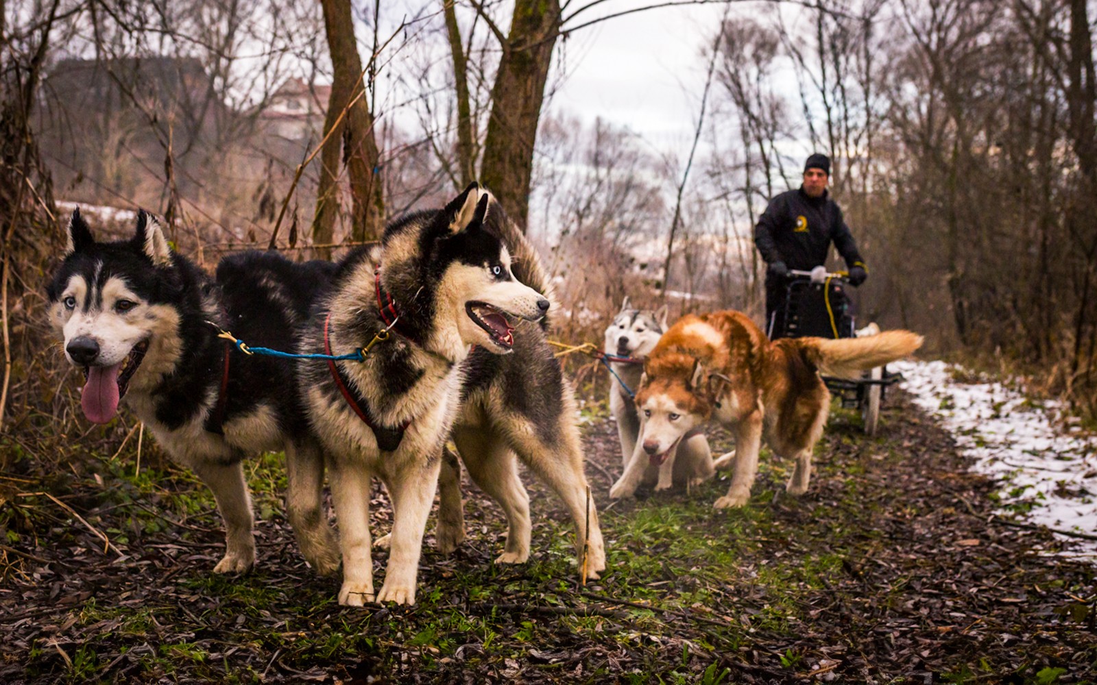 From Krakow: Tatra Mountains Dog Sledding Tour — gallery 3