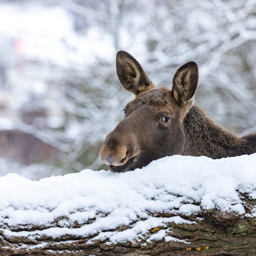 Skansen: Open-Air Museum and Nordic Zoo — gallery 4