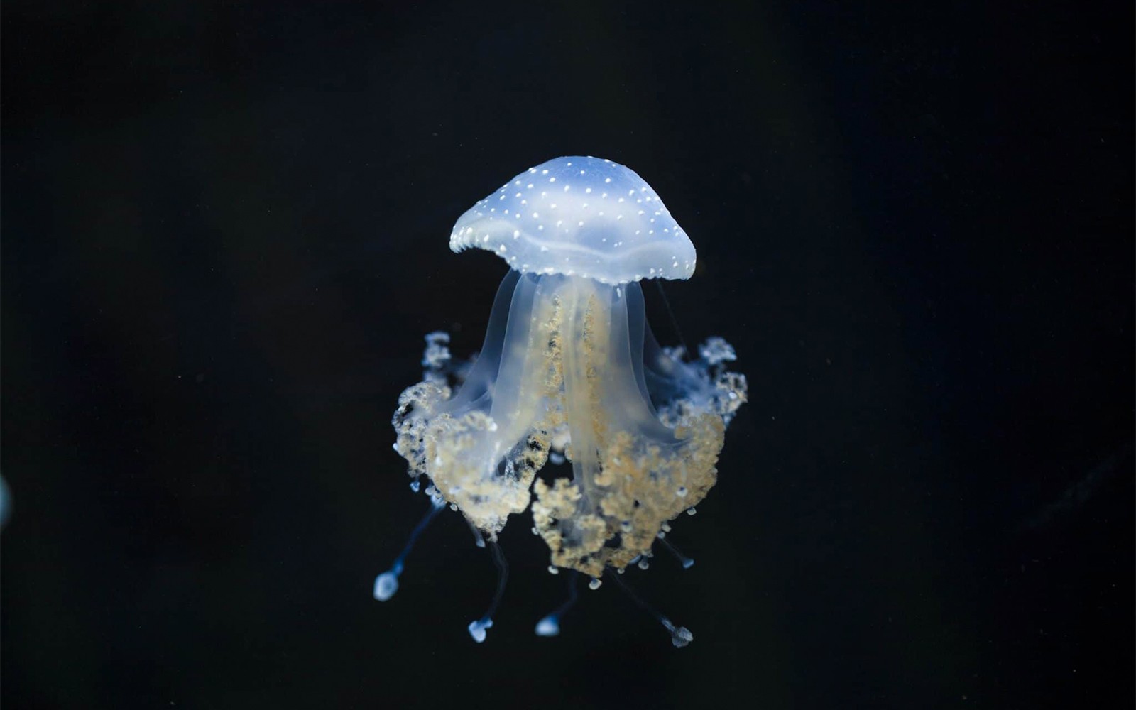 Aquarium de Paris Priority Access Tickets — gallery 5