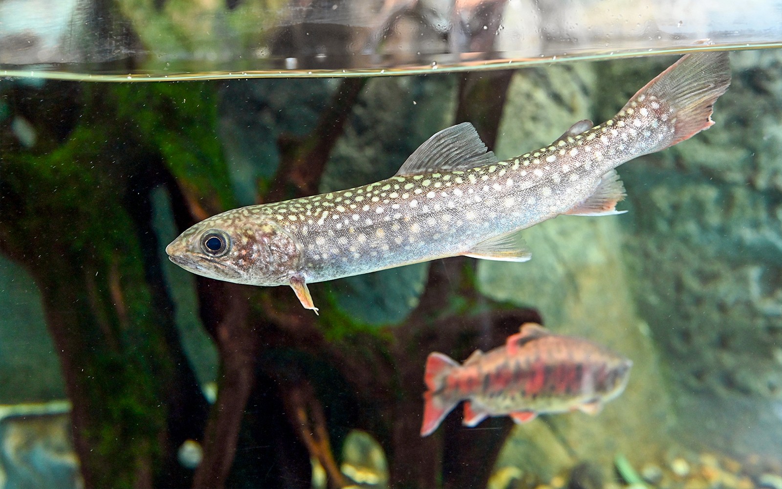 Sunshine Aquarium Tickets — gallery 2