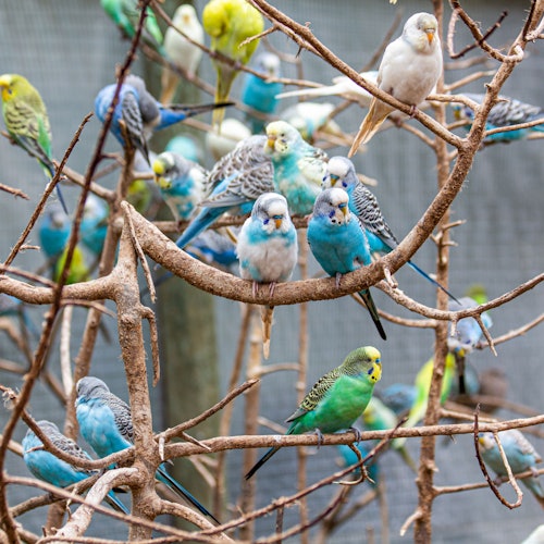 World of Birds Wildlife Sanctuary & Monkey Park: Entry Ticket
