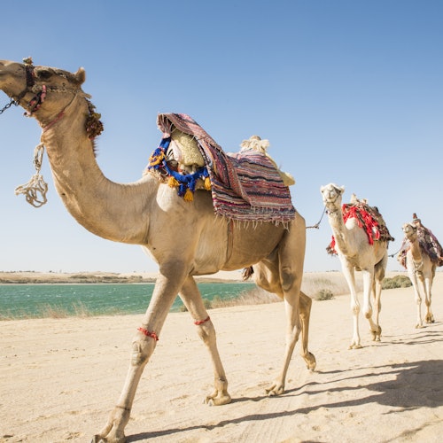 4x4 Desert Safari with Sandboarding & Camel Ride from Cairo or Giza — gallery 4