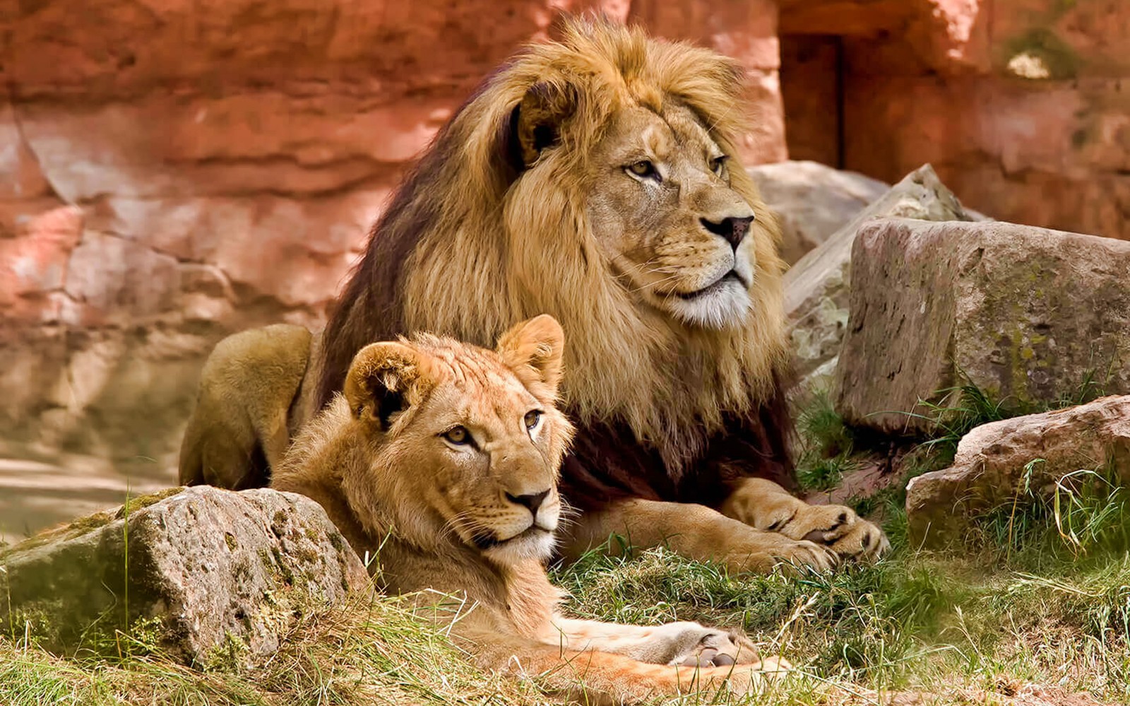Jungle Hopper Safari Tickets — gallery 3
