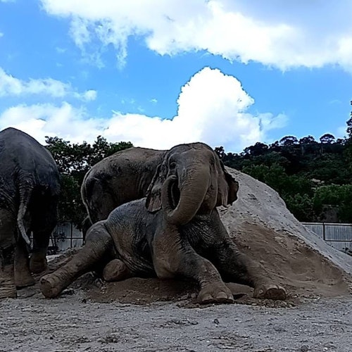 Freedom Elephant Reserve Phuket: Guided Tour + Roundtrip Transport — gallery 4