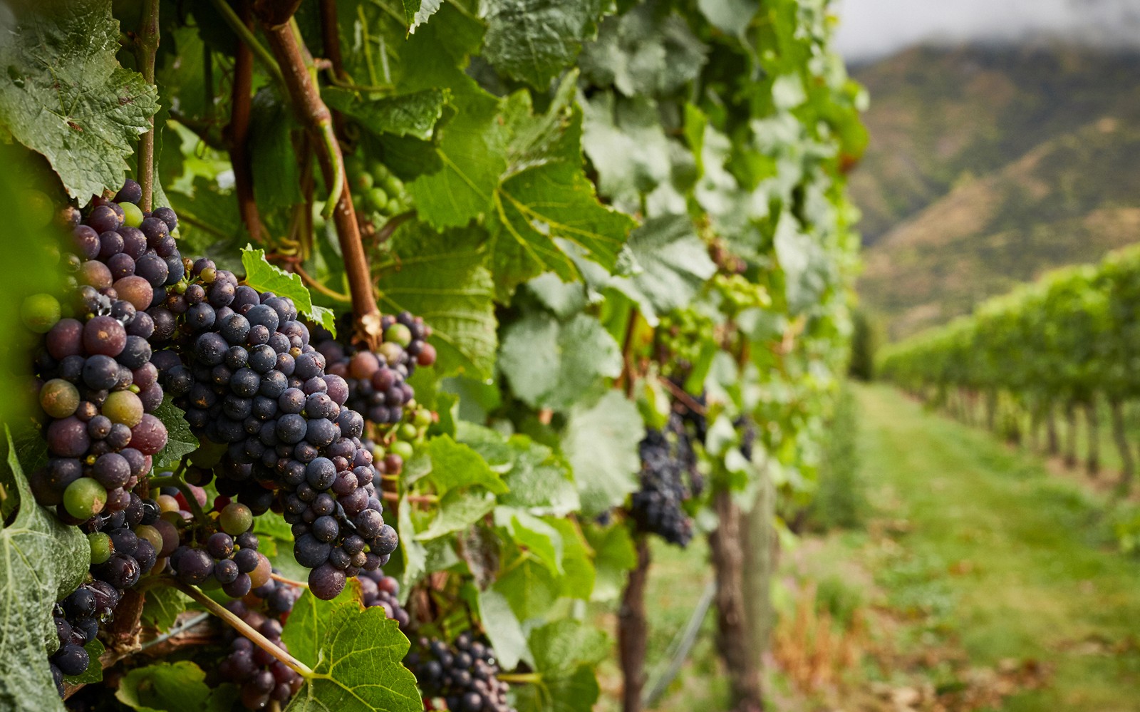 Gourmet Food and Wine Tour From Queenstown