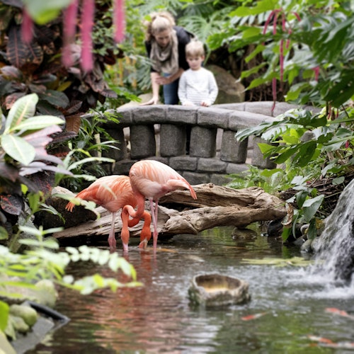 Victoria Butterfly Gardens: Entry Ticket