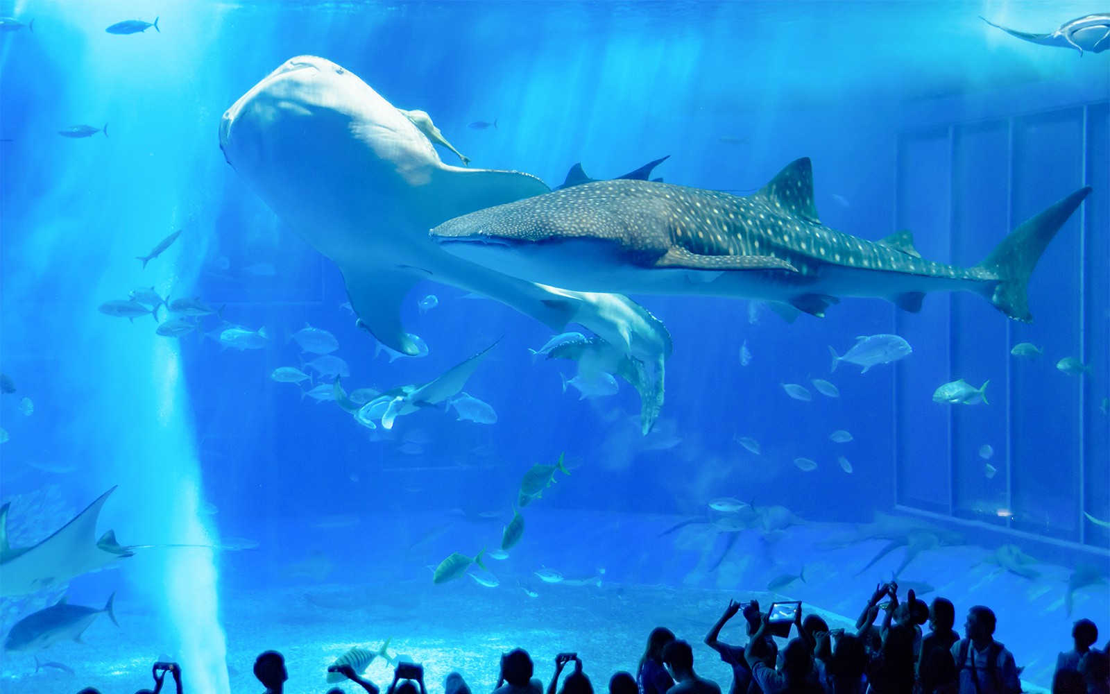 Churaumi Aquarium Direct Entry Tickets [E-Ticket]