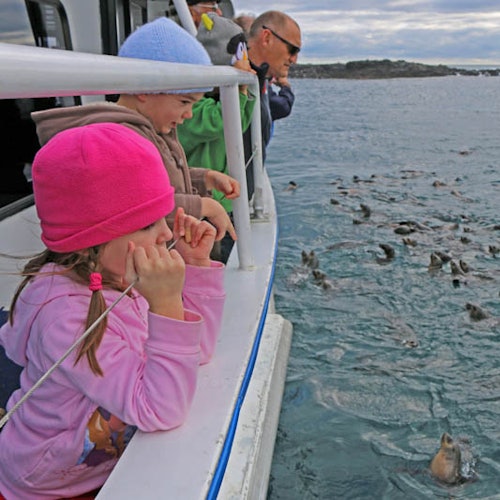 Phillip Island Seal Watching Cruise — gallery 1