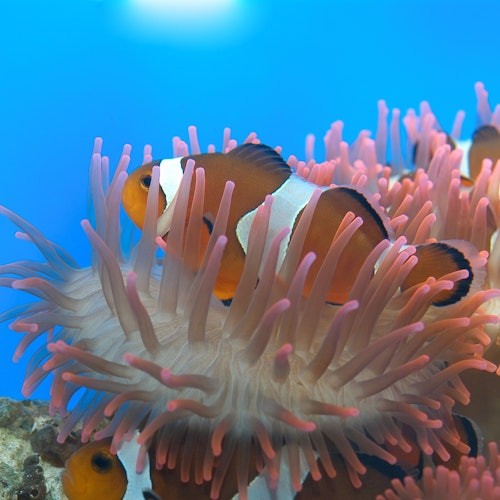 Aquarium of Genoa & The City of Children and Youth: Entry Ticket — gallery 3