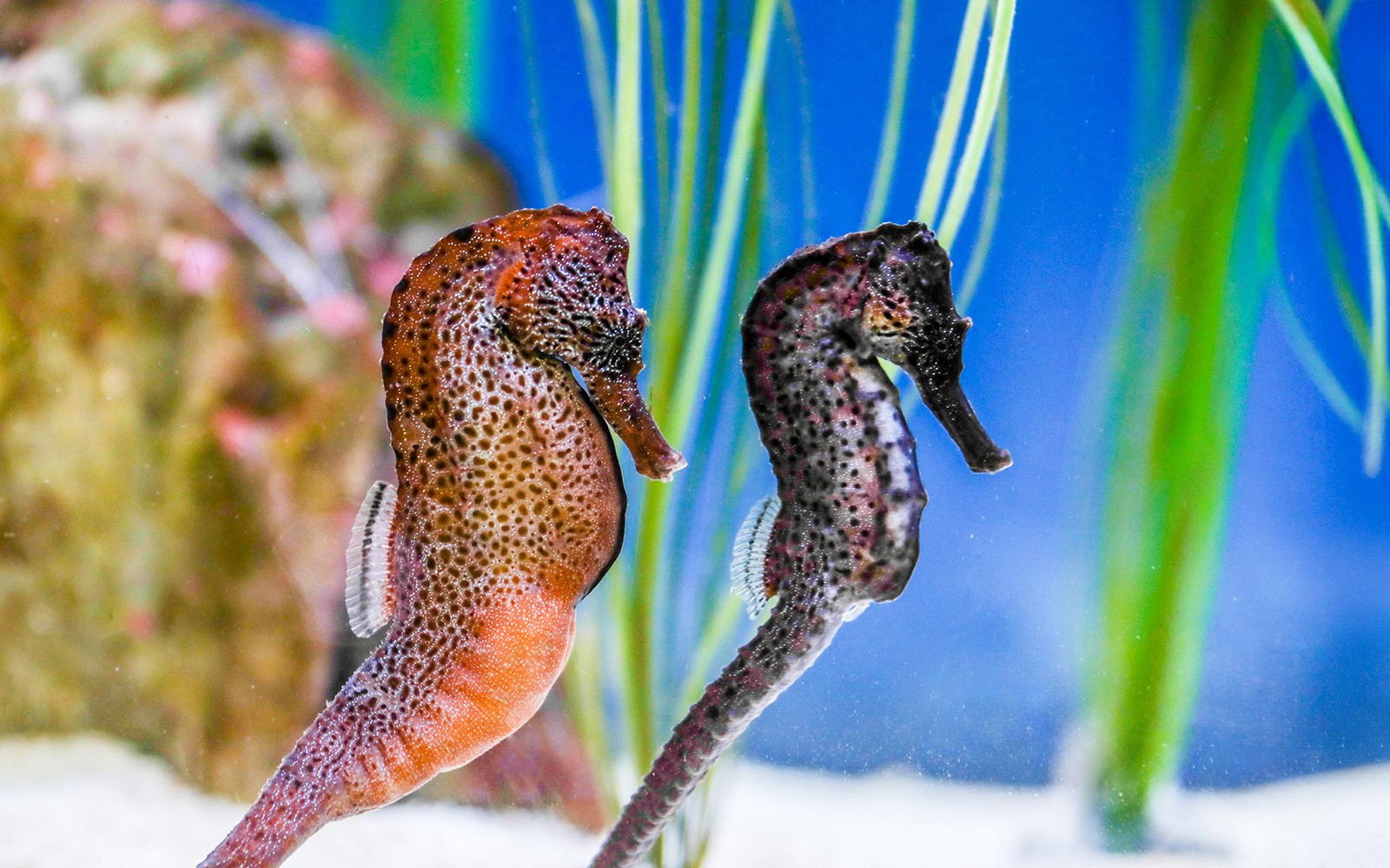 SEA LIFE Munich Ticket — gallery 3