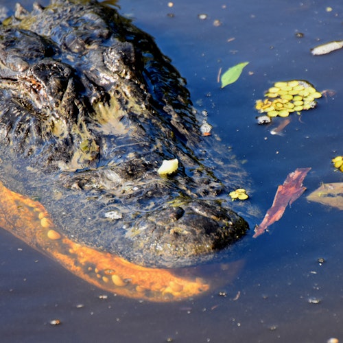 New Orleans: Airboat Adventure — gallery 2