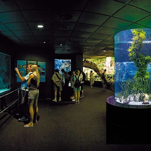 Loro Parque: Entry Ticket + Transport