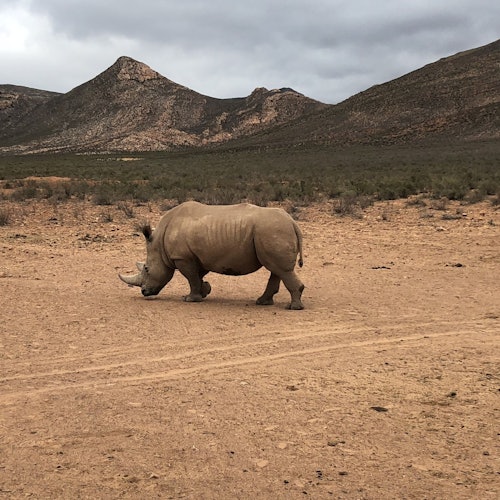 Aquila Private Game Reserve: Guided Safari + Optional Nederburg Wine Tasting — gallery 3