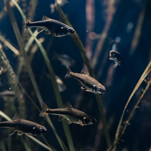 Aquarium du Grand Lyon: Entry Ticket — gallery 1