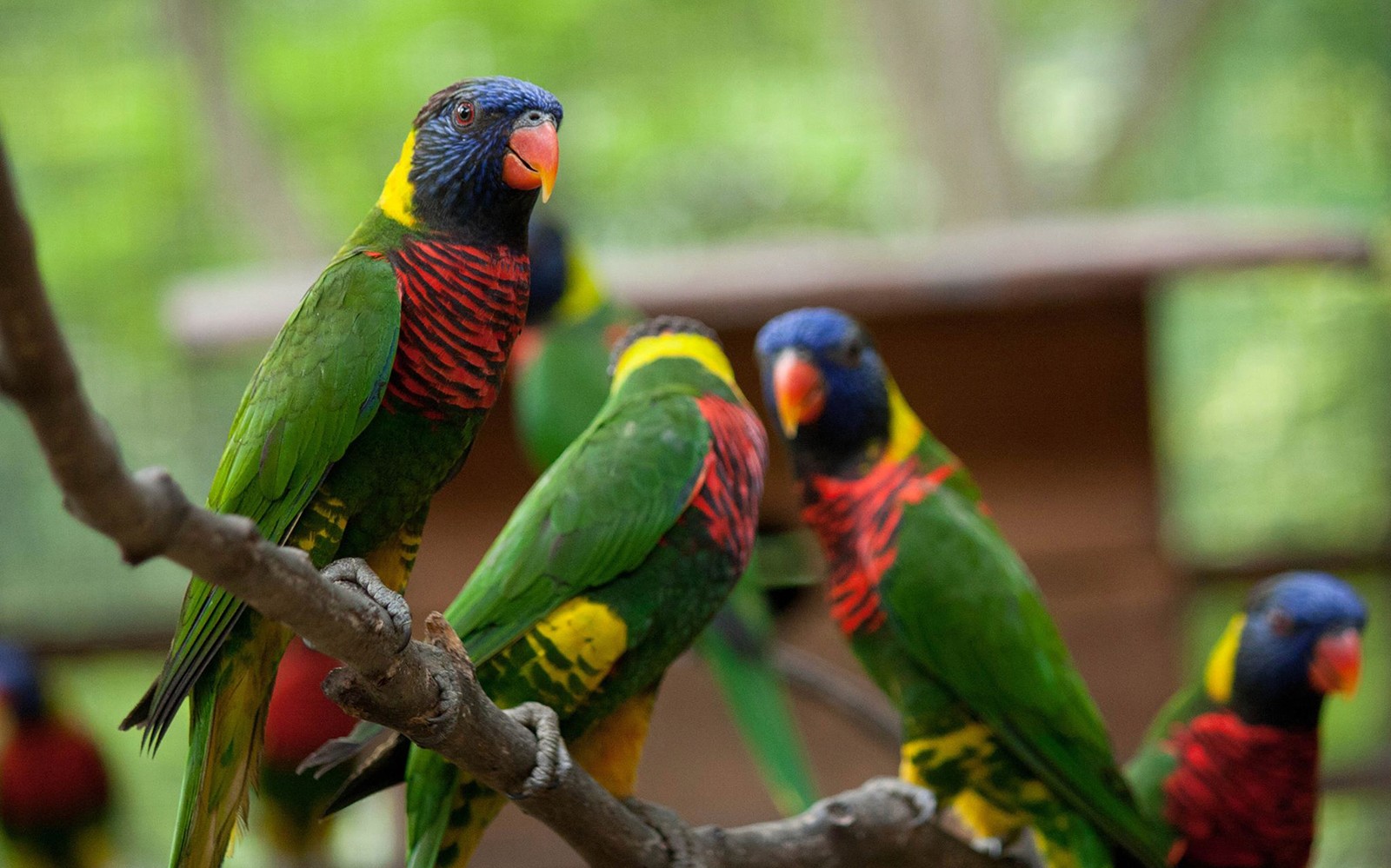 Kuala Lumpur Bird Park Tickets — gallery 1