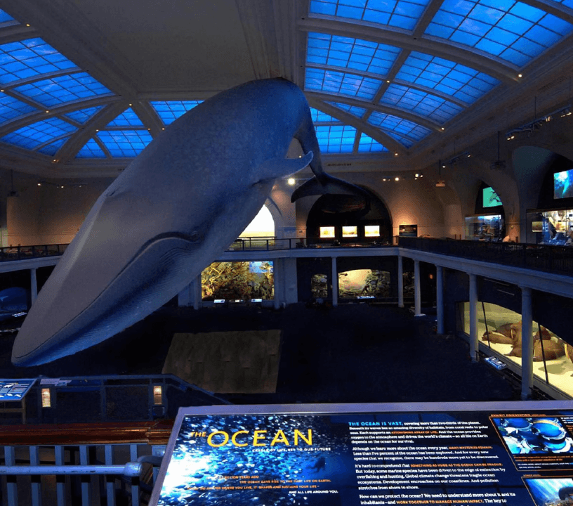 American Museum of Natural History (AMNH): Entry Ticket