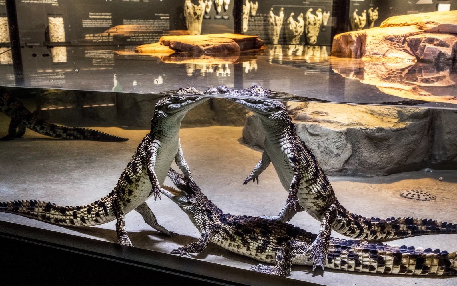 Dubai Crocodile Park Tickets — gallery 3