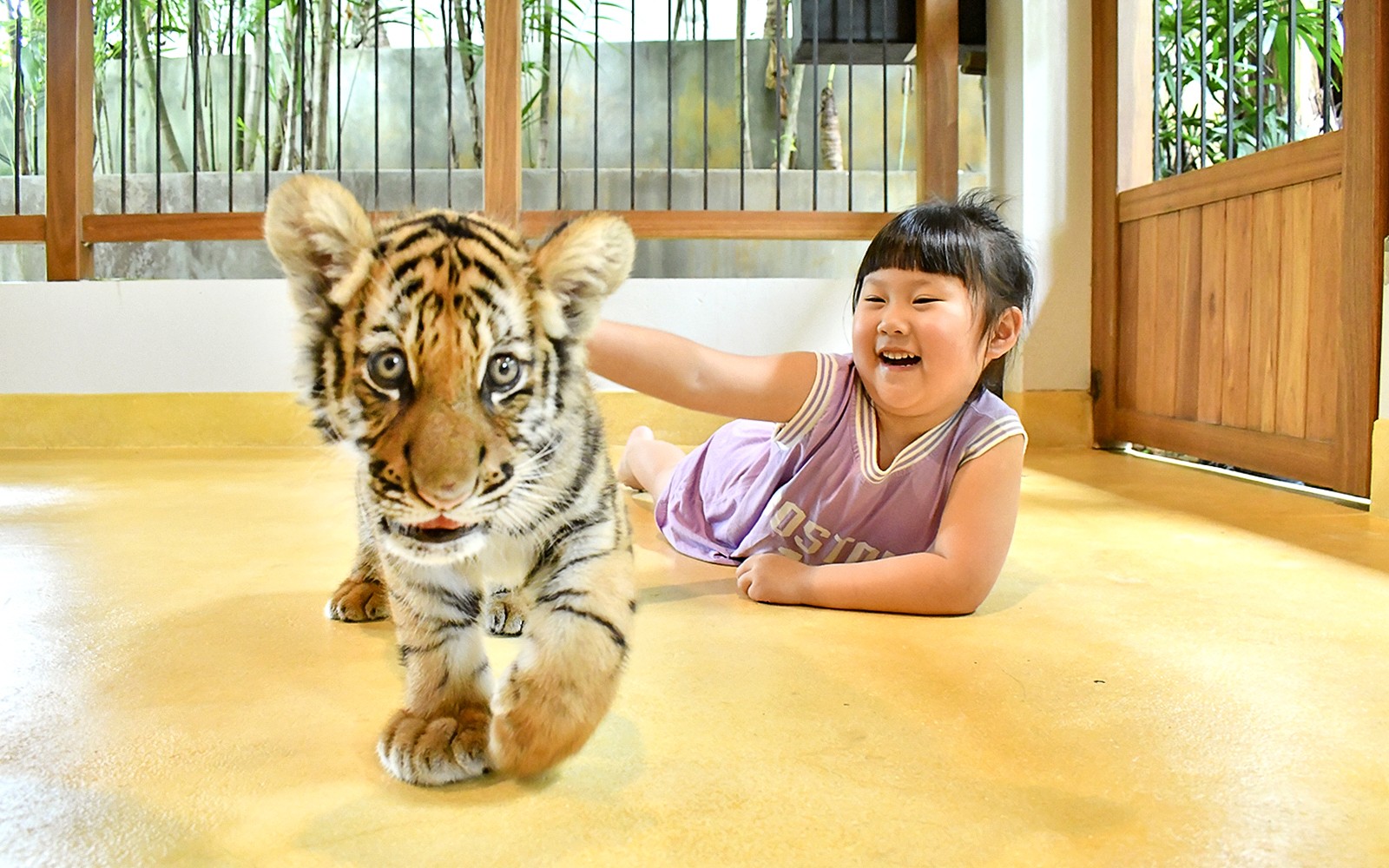 Tiger Park Tickets with Tiger Play Packages — gallery 4