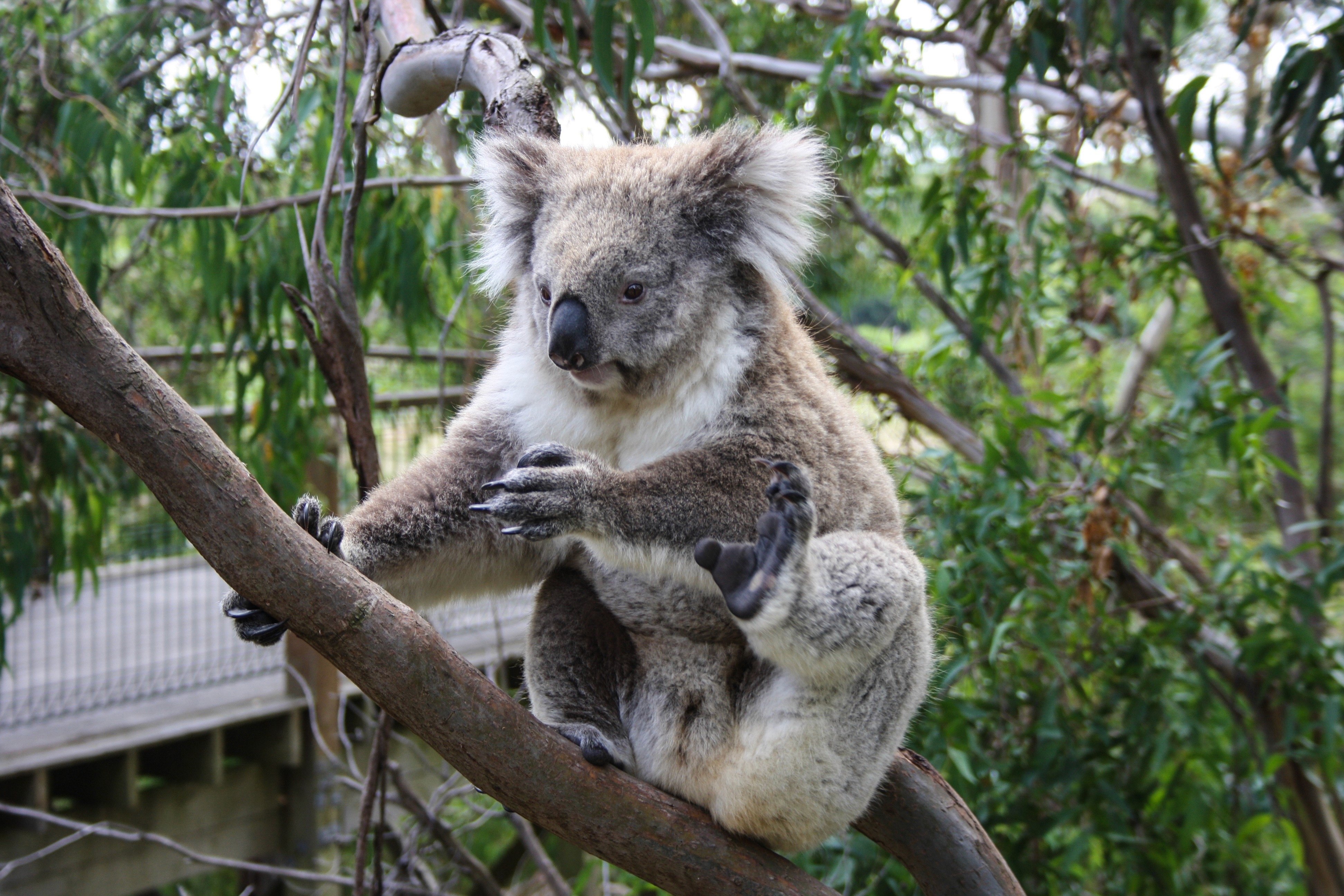 WILD LIFE Sydney Zoo Tickets — gallery 3
