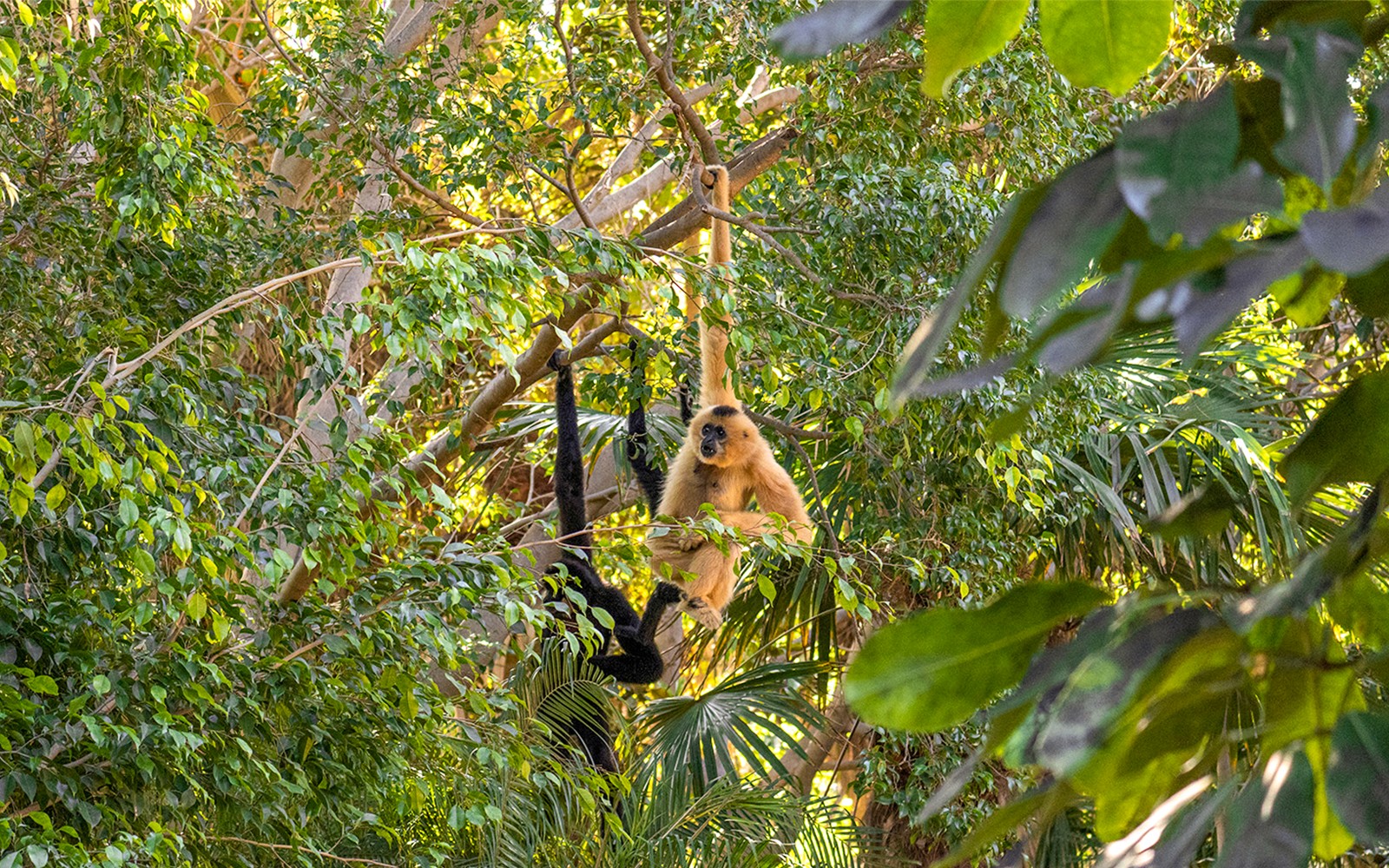 Mga Ticket para sa Bioparc Fuengirola — gallery 5