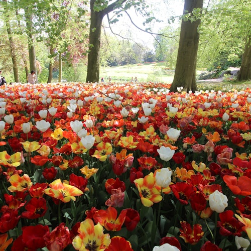 Groot-Bijgaarden Castle: Floralia Brussels Entry Ticket