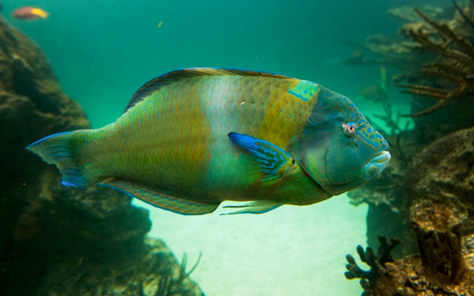 New York Aquarium Tickets with 4D Theatre Show